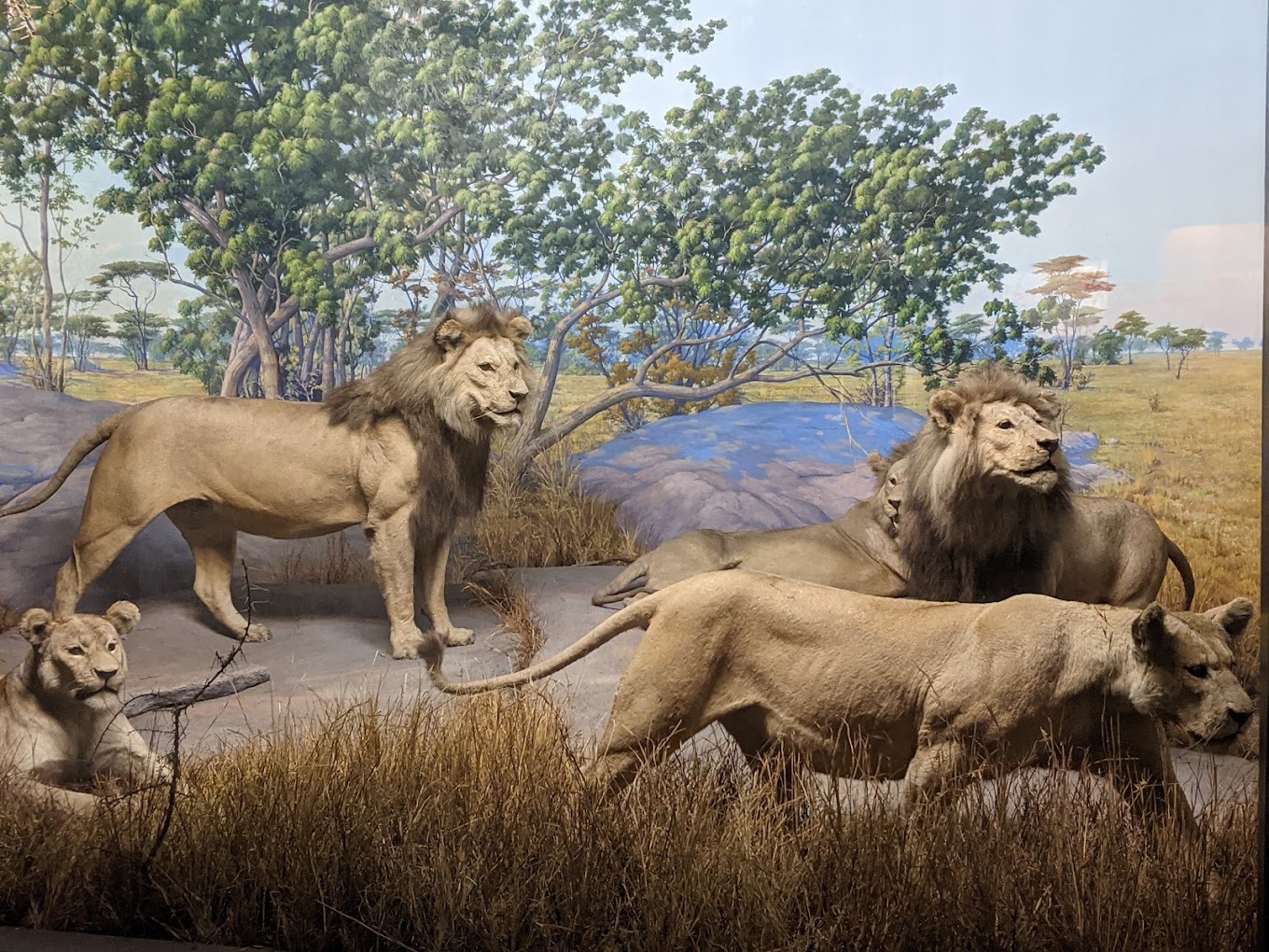 Academy of Natural Sciences of Drexel University Travel | Museums