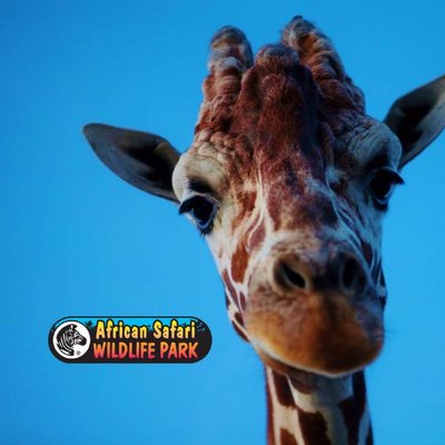African Safari Wildlife Park - Logo