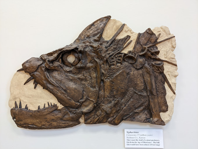Alabama Museum of Natural History Travel | Museums