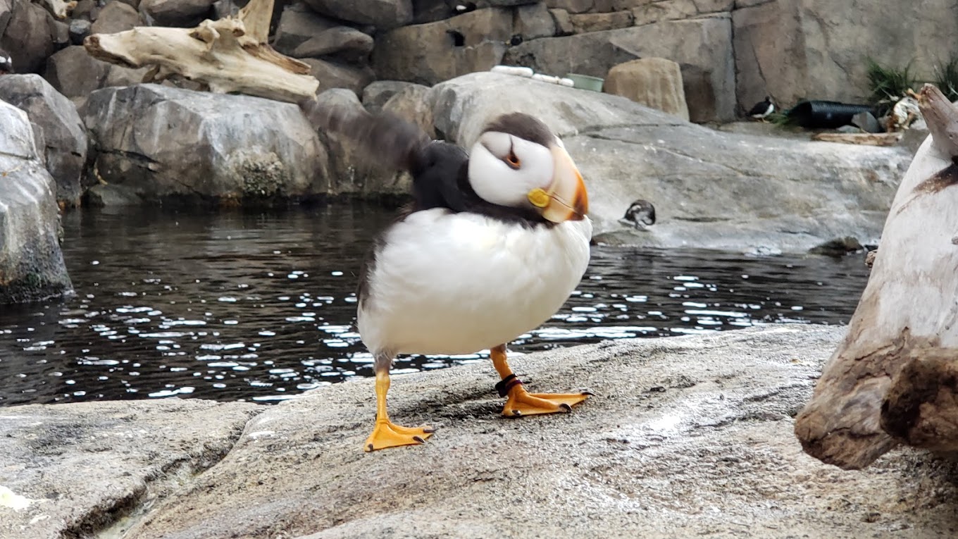 Alaska SeaLife Center Travel | Park