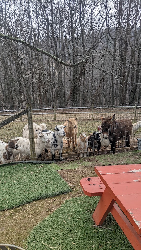 Alleghany Zoo Travel | Zoo and Wildlife Sanctuary 