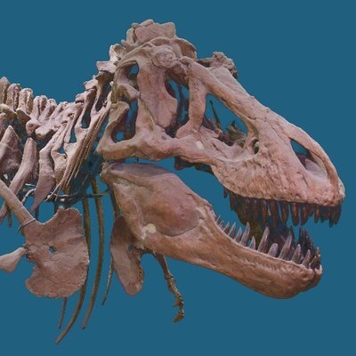 American Museum of Natural History - Logo