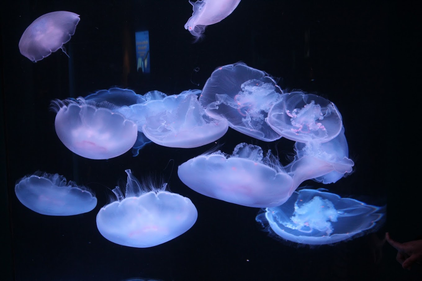Aquarium of the Pacific Travel | Park
