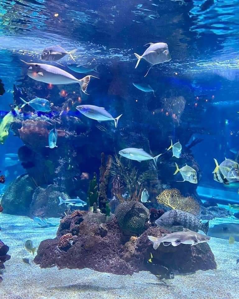 Aquarium Restaurant Travel | Park