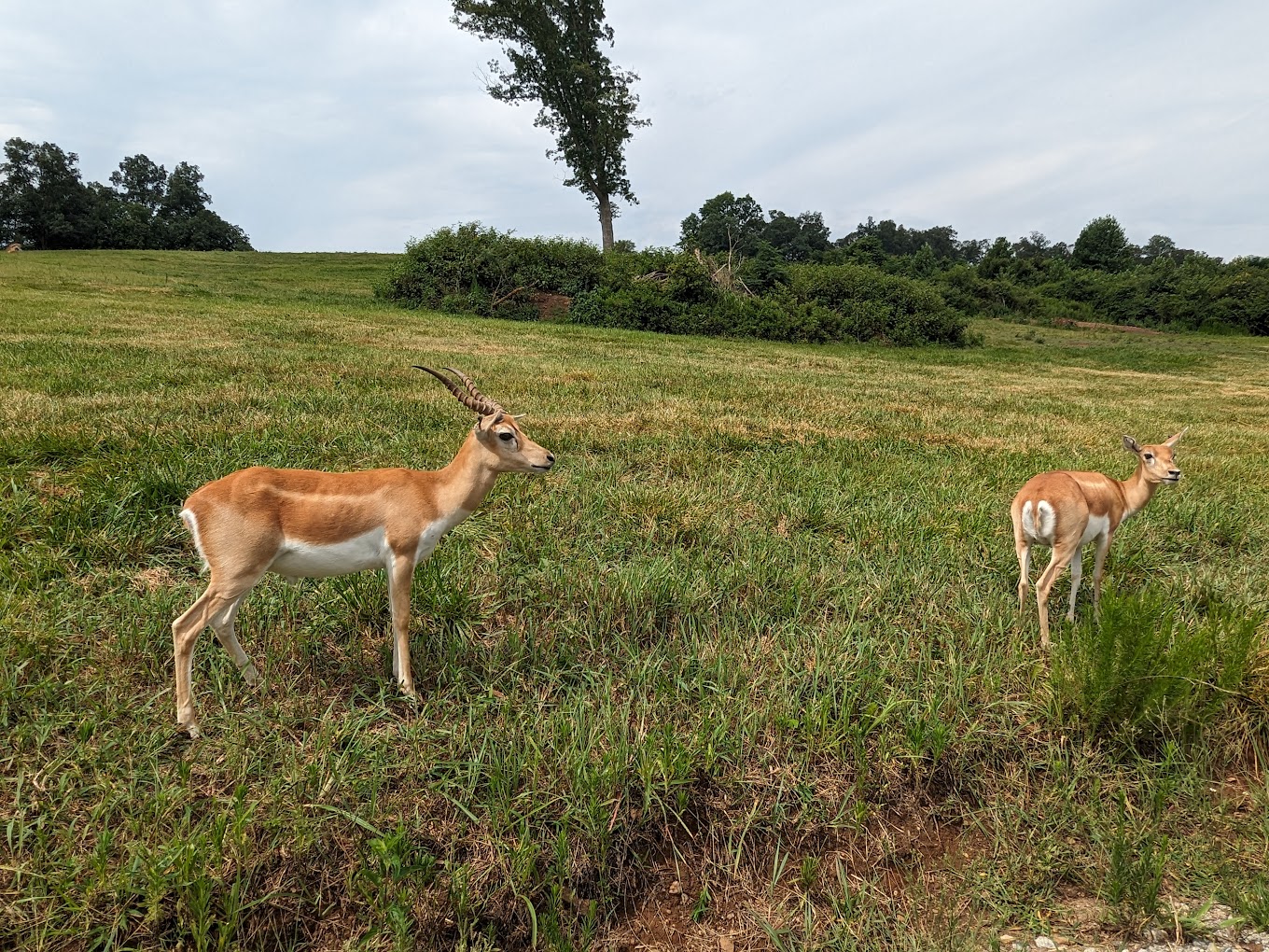 Atlanta Safari Park Travel | Park