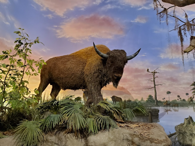 Bishop Museum of Science and Nature Travel | Museums
