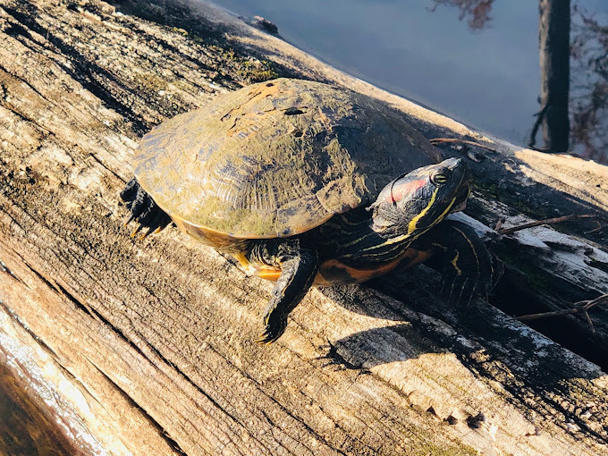 Black Bayou Lake National Wildlife Refuge Travel | Museums
