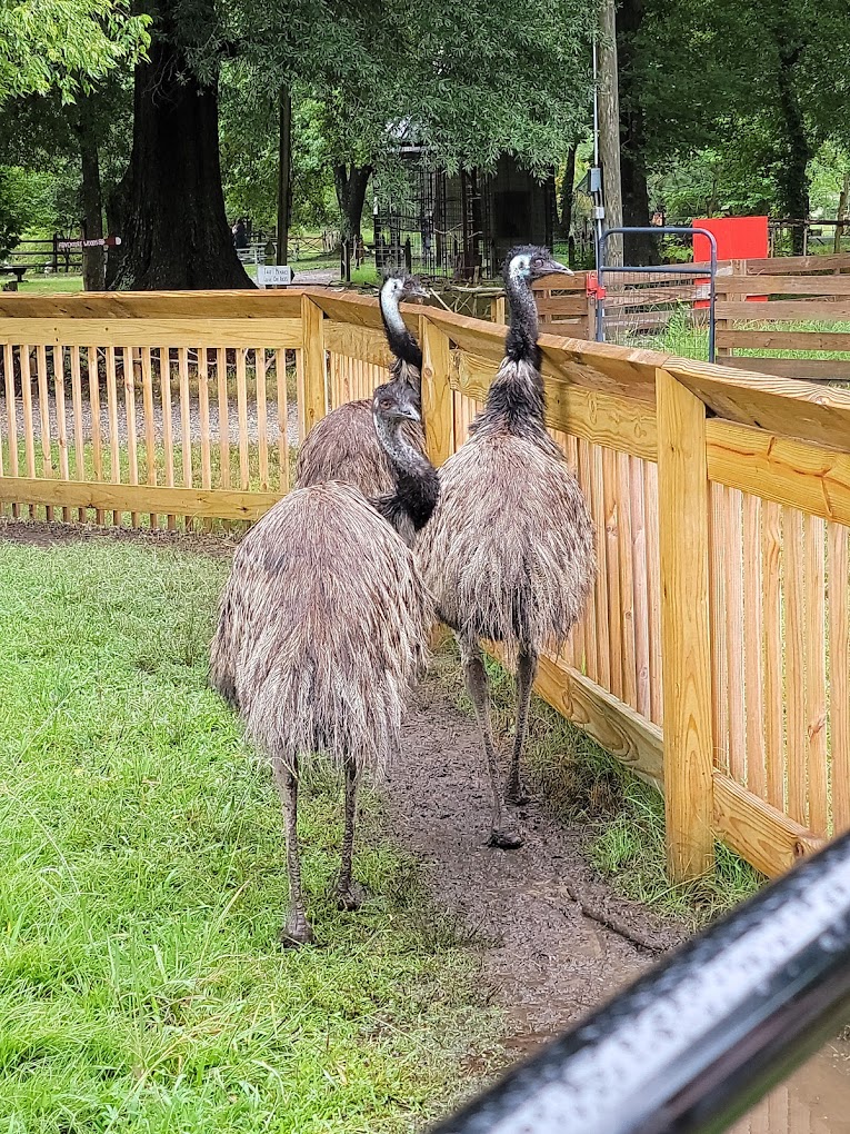 Bluebird Gap Farm Travel | Zoo and Wildlife Sanctuary 