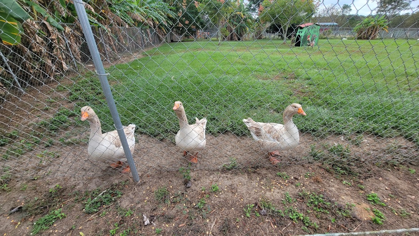 Boyetts Grove & Citrus Attraction Travel | Zoo and Wildlife Sanctuary 