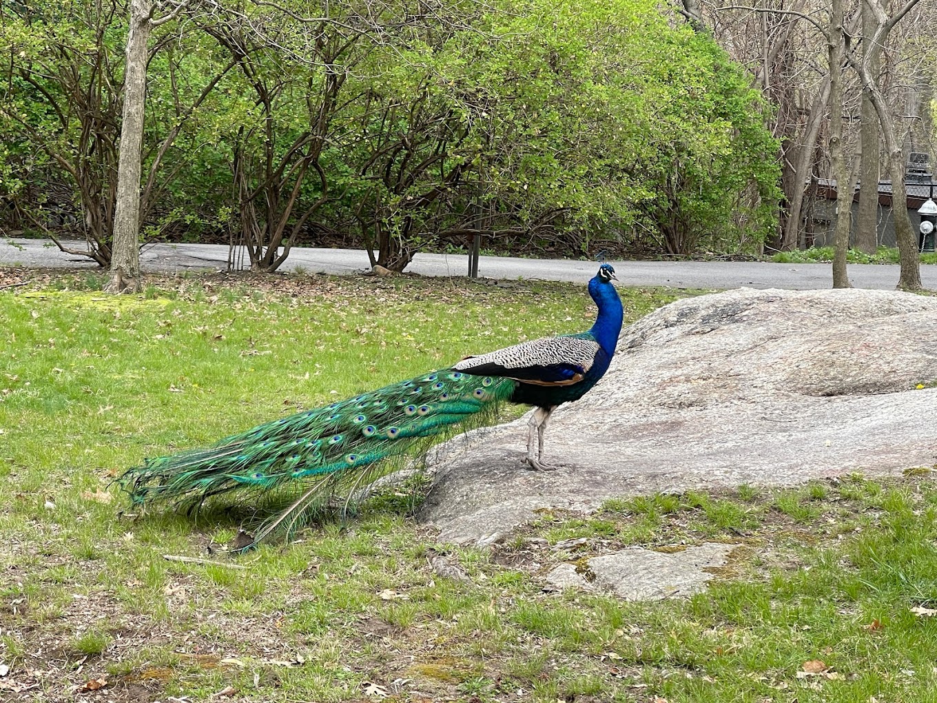 Bronx Zoo Travel | Zoo and Wildlife Sanctuary 