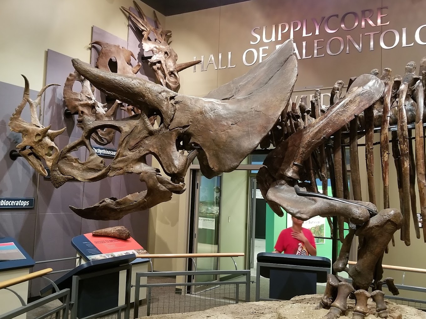 Burpee Museum of Natural History Travel | Museums