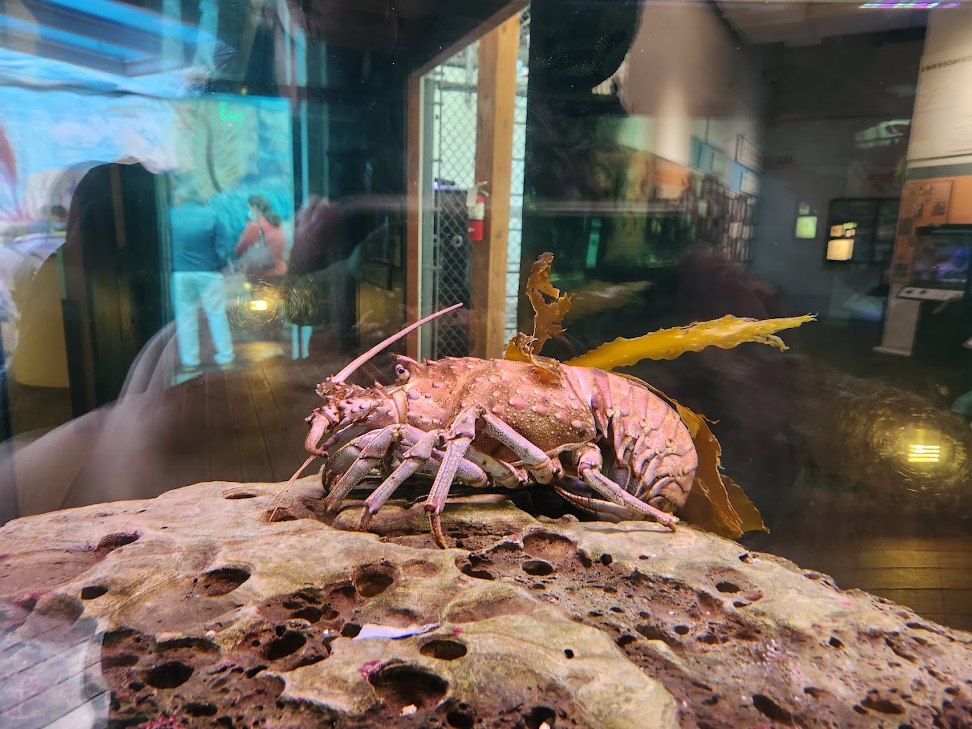Cabrillo Marine Aquarium Travel | Park