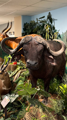 Card Wildlife Education Center and Wildlife Museum Travel | Museums