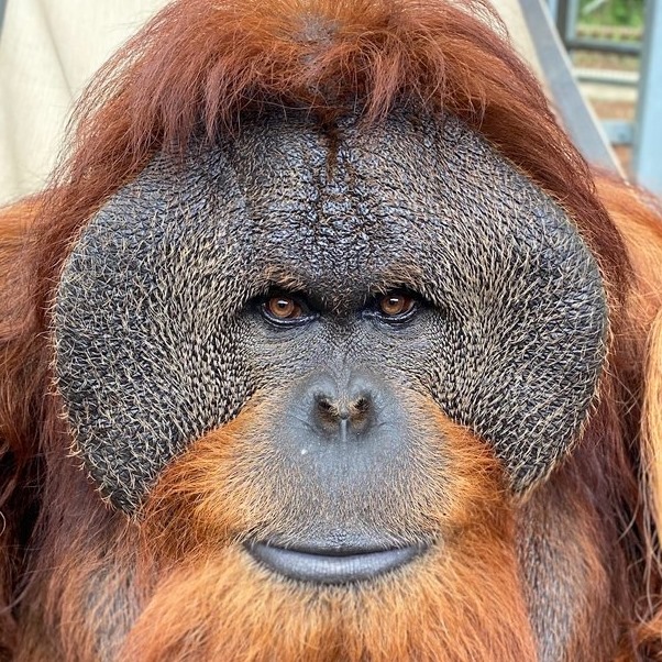 Center for Great Apes, - Logo
