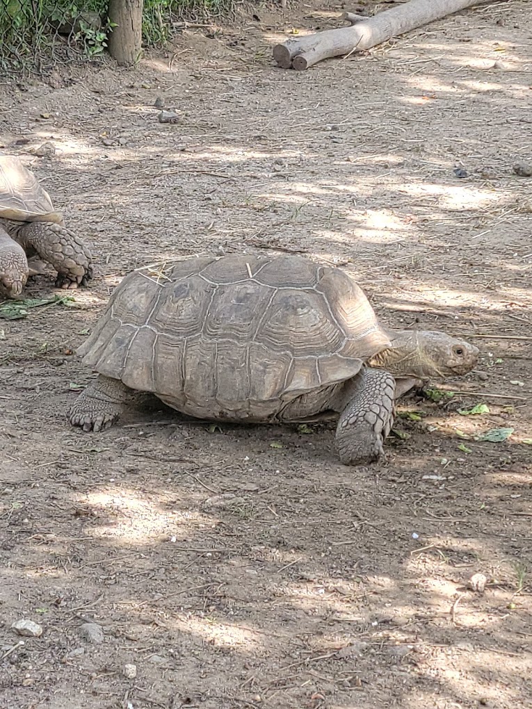Chattanooga Zoo at Warner Park Travel | Zoo and Wildlife Sanctuary 