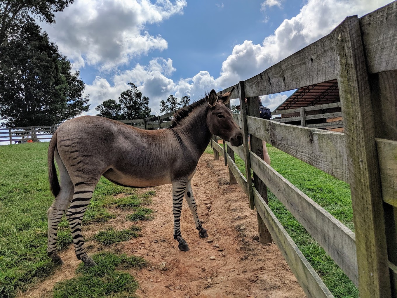 Chestatee Wildlife Preserve and Zoo Travel | Zoo and Wildlife Sanctuary 