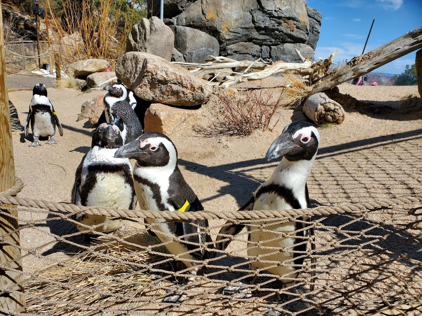 Cheyenne Mountain Zoo Travel | Zoo and Wildlife Sanctuary 