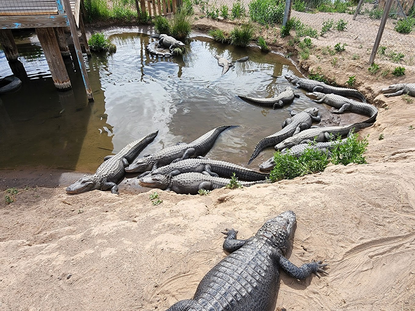 Colorado Gators Reptile Park Mosca Zoo and Wildlife Sanctuary  003