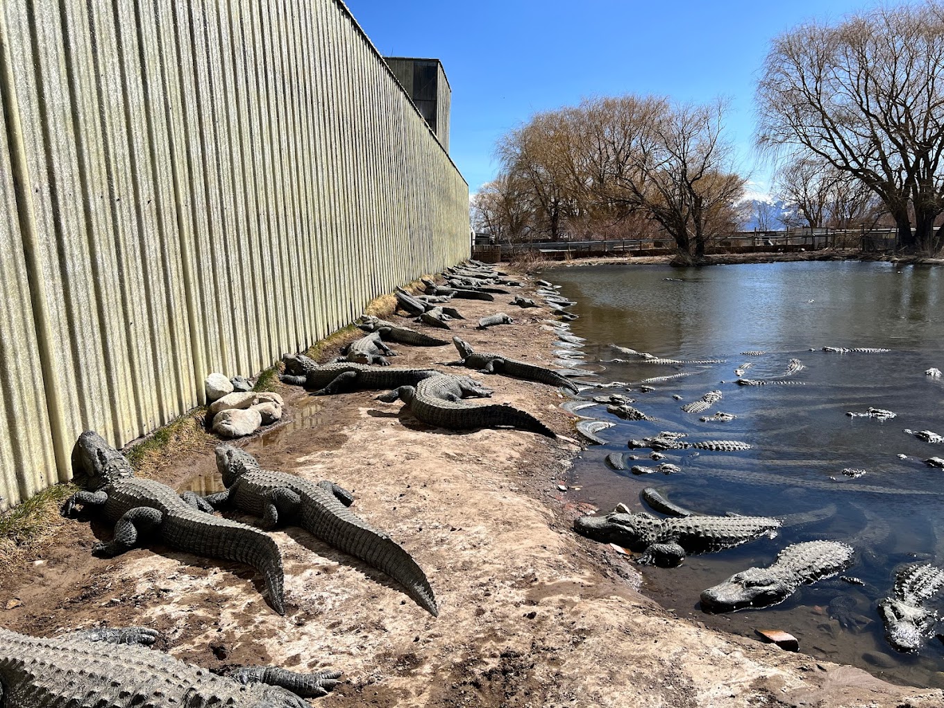 Colorado Gators Reptile Park Mosca Zoo and Wildlife Sanctuary  03