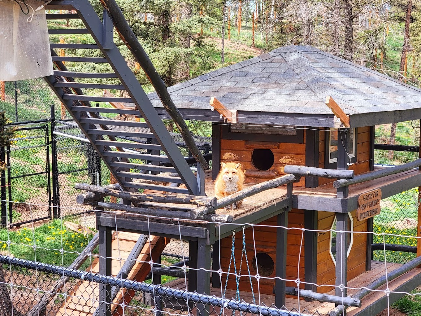 Colorado Wolf and Wildlife Center Travel | Zoo and Wildlife Sanctuary 