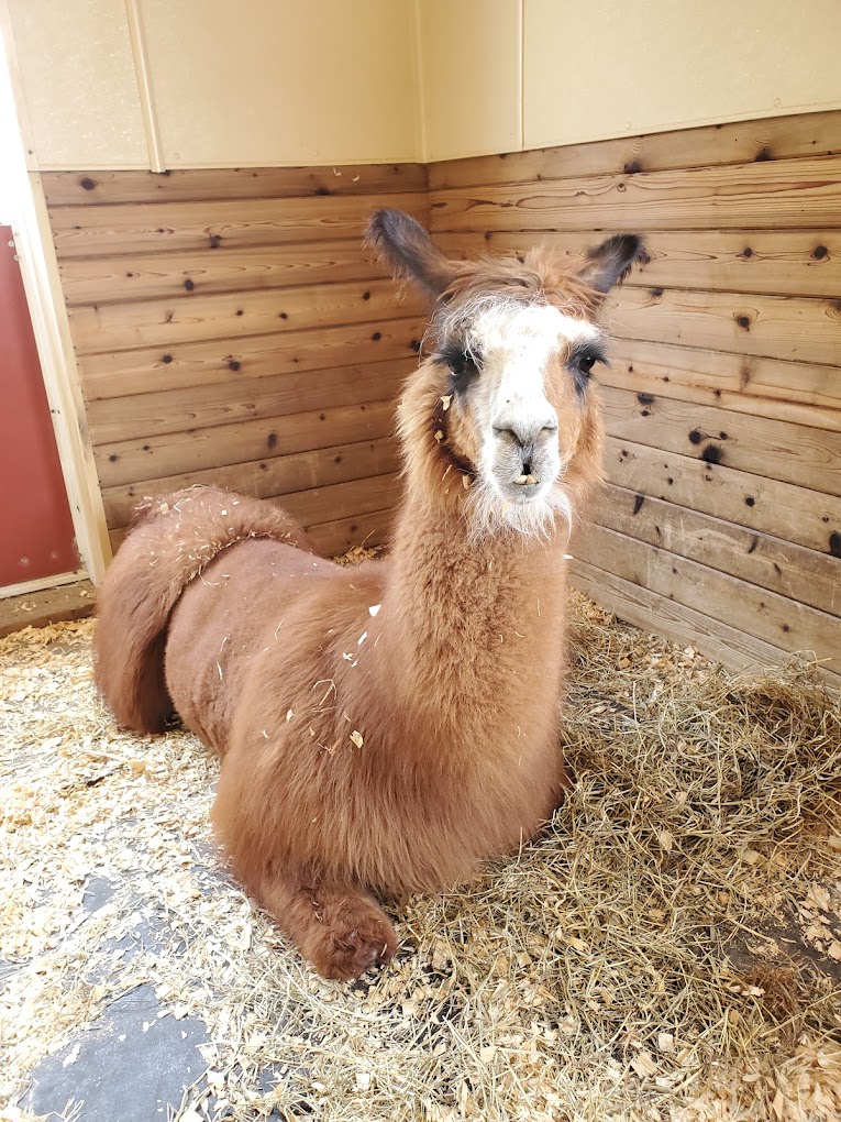 Columbian Park Zoo Travel | Zoo and Wildlife Sanctuary 