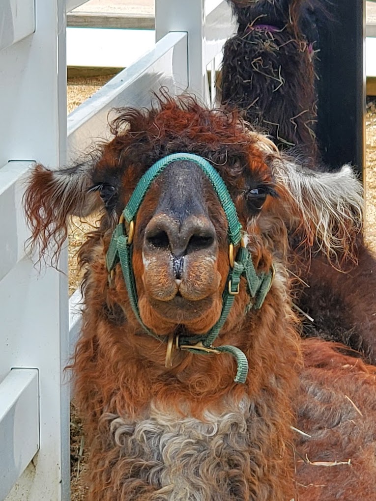 Cosley Zoo Travel | Zoo and Wildlife Sanctuary 