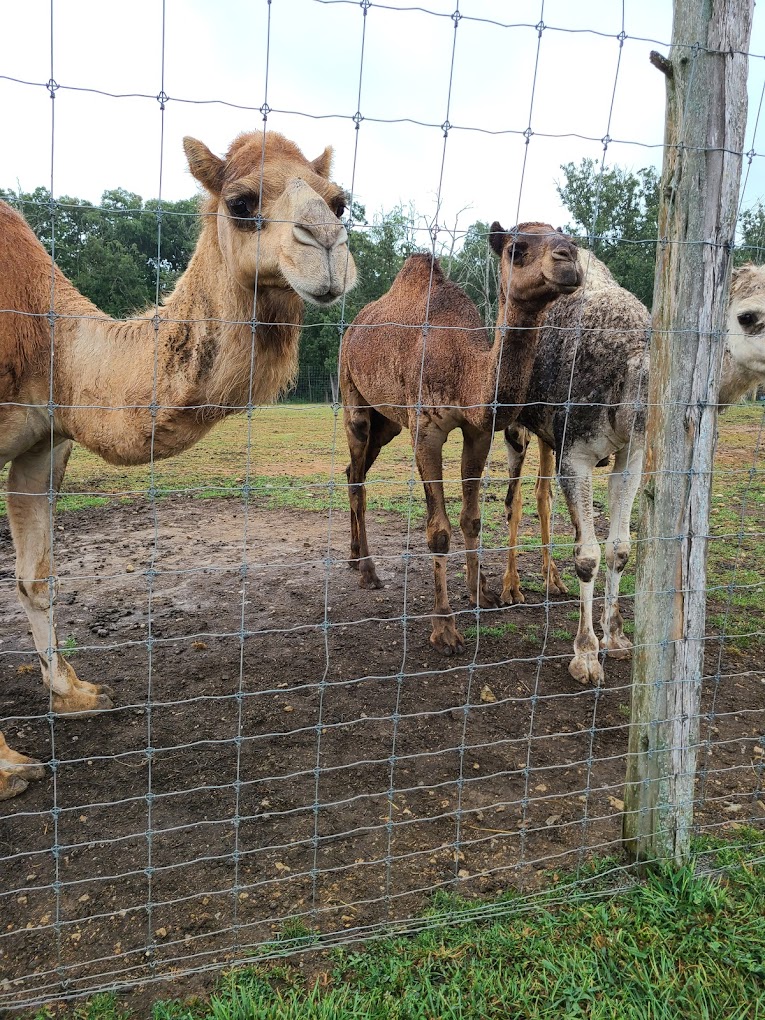 Critter Lane Petting Zoo Travel | Zoo and Wildlife Sanctuary 