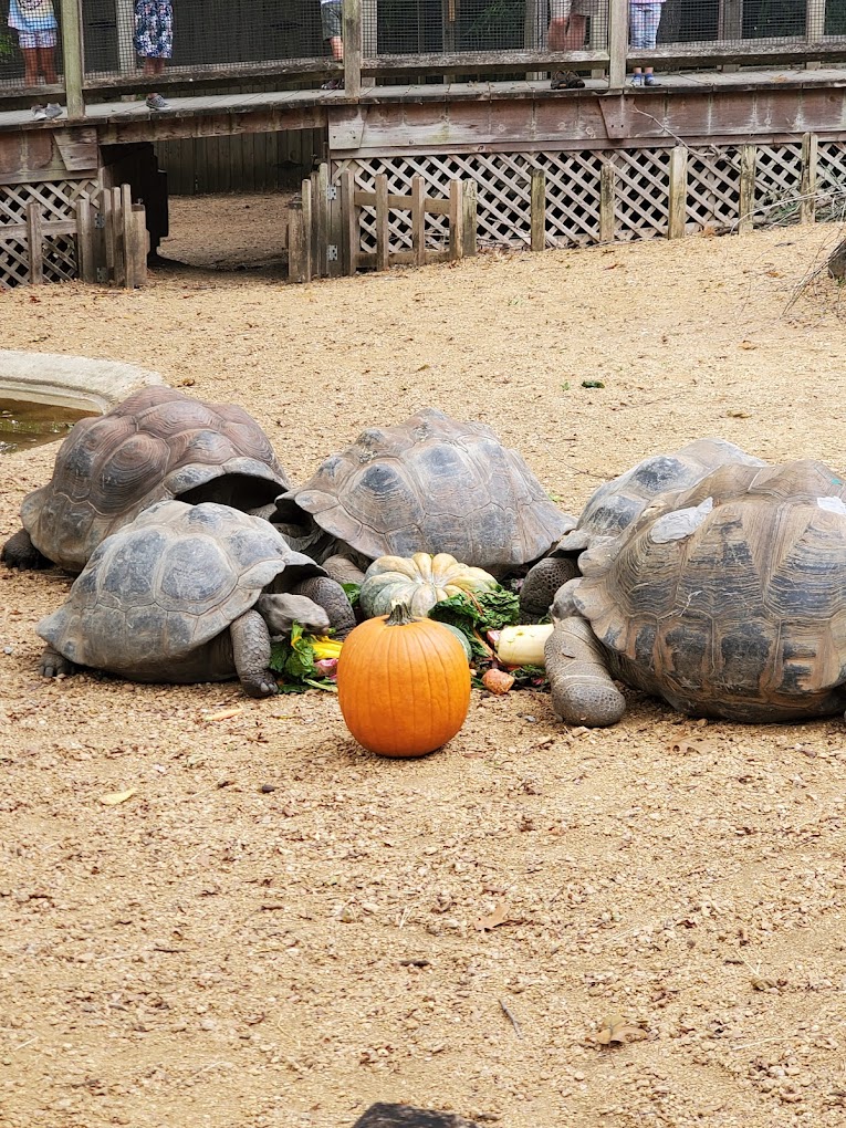 Dallas Zoo Travel | Zoo and Wildlife Sanctuary 
