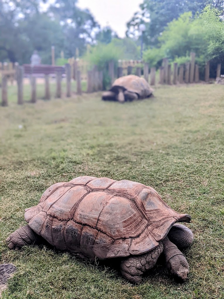 Dickerson Park Zoo Travel | Zoo and Wildlife Sanctuary 