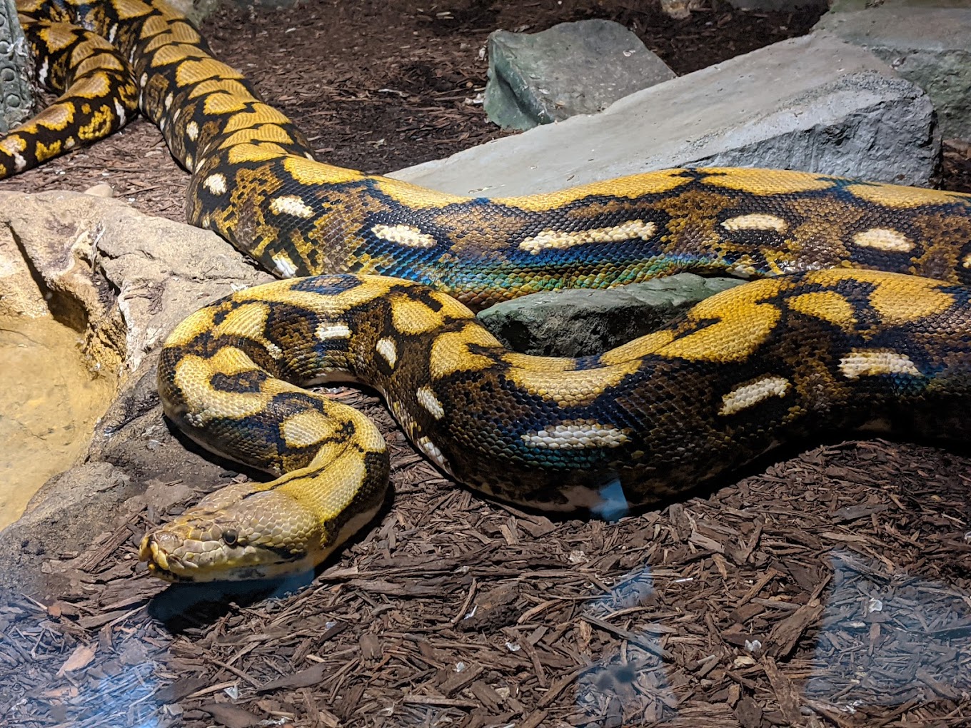 Electric City Aquarium & Reptile Den Travel | Zoo and Wildlife Sanctuary 