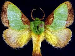 Enns Entomology Museum - Logo