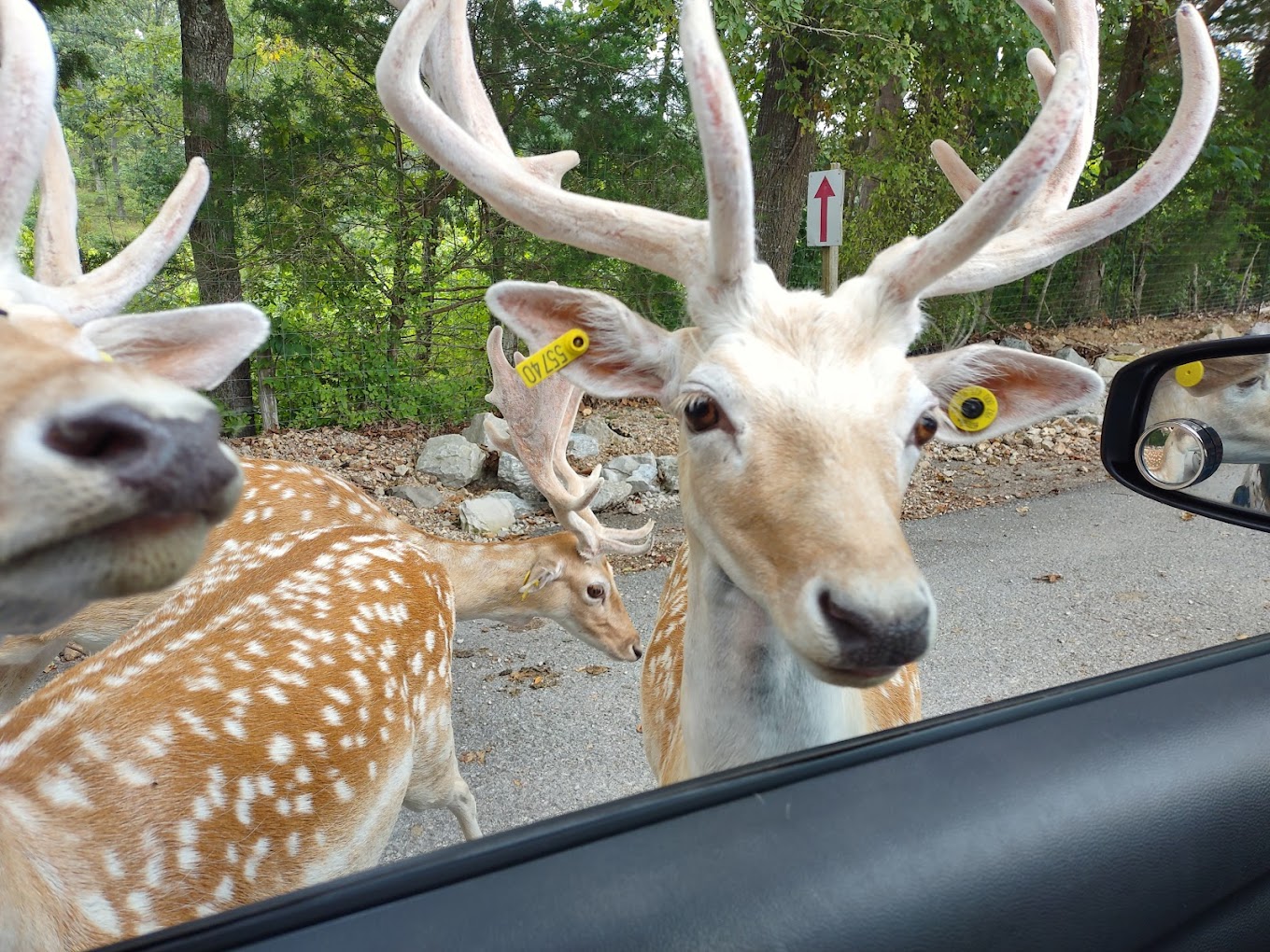 Eureka Springs Safari Park Travel | Zoo and Wildlife Sanctuary 