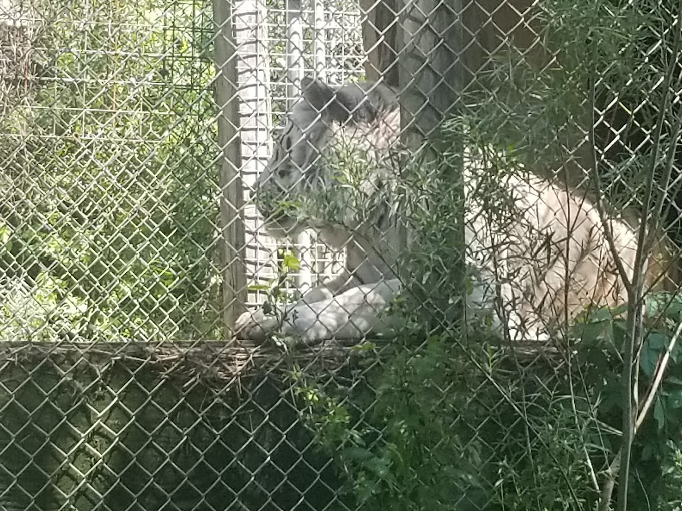 Exotic Feline Rescue Center Travel | Zoo and Wildlife Sanctuary 
