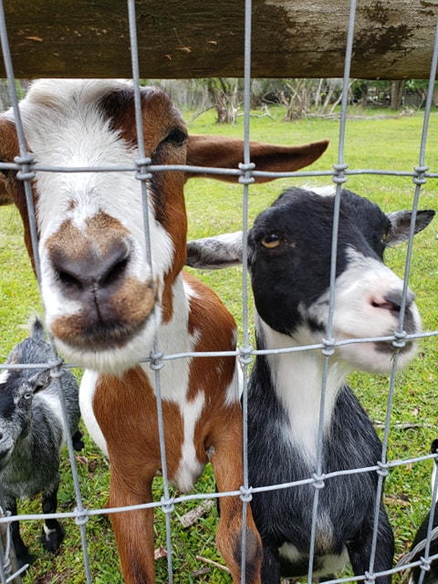 Farmhouse Animal & Nature Sanctuary Inc Travel | Zoo and Wildlife Sanctuary 