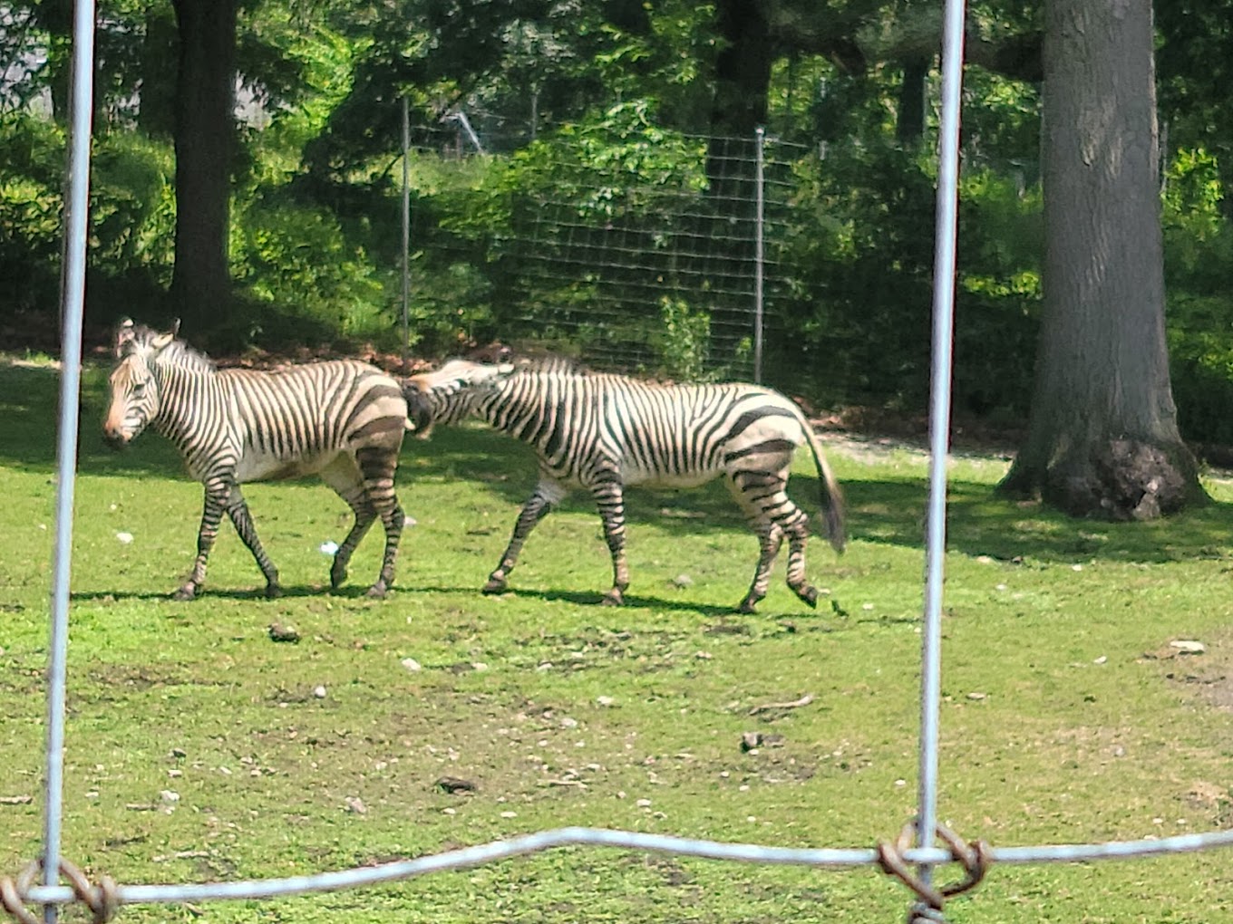 Franklin Park Zoo Travel | Zoo and Wildlife Sanctuary 