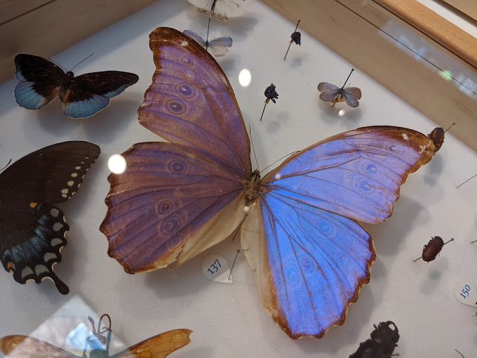Frost Entomological Museum - Logo