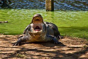Gator and Friends-Alligator Park and Exotic Zoo - Logo