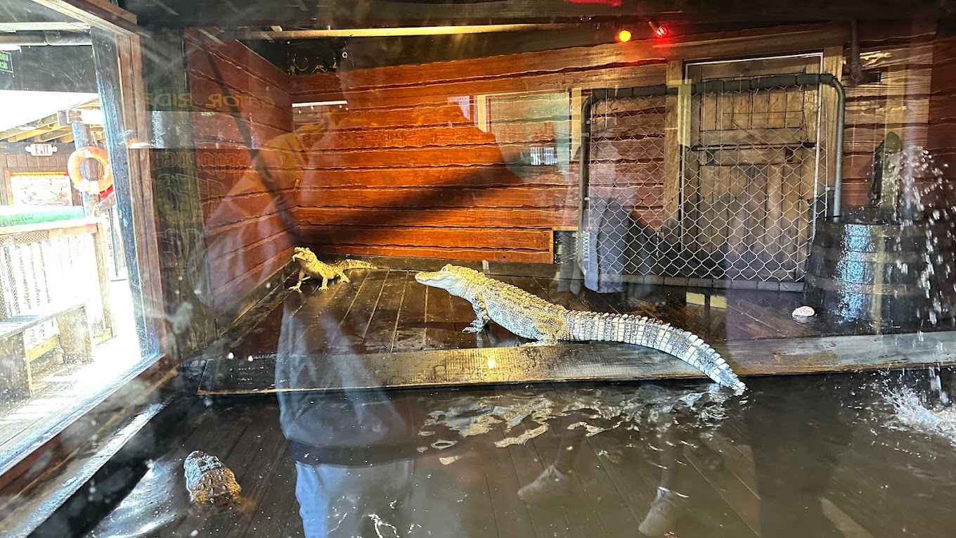 Gator Beach - The Worlds Greatest Alligator Park Travel | Park