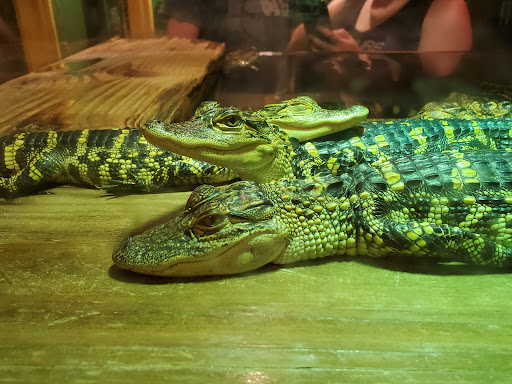 Gator Beach - The Worlds Greatest Alligator Park Travel | Zoo and Wildlife Sanctuary 