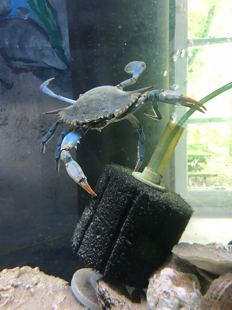 Glen Echo Park Aquarium Travel | Park
