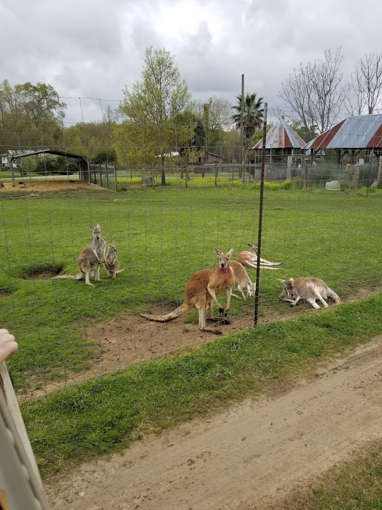 Gone Wild Safari Travel | Zoo and Wildlife Sanctuary 