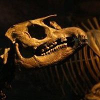 Gray Fossil Museum - Logo