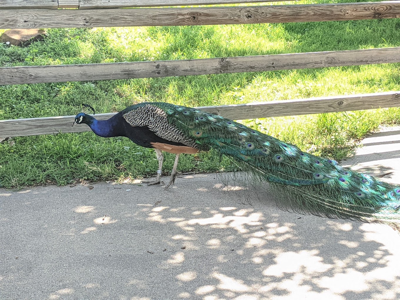 Great Bend Zoo Travel | Zoo and Wildlife Sanctuary 