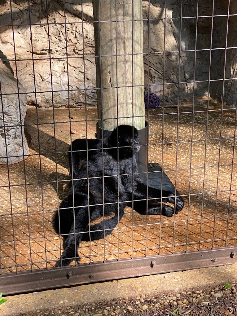 Greenville Zoo Travel | Zoo and Wildlife Sanctuary 
