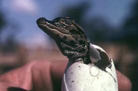 Greenwood Gator Farm & Tours - Logo