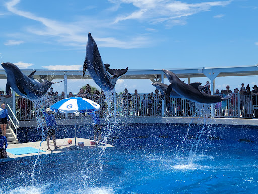 Gulfarium Marine Adventure Park Entertainment | Water Park