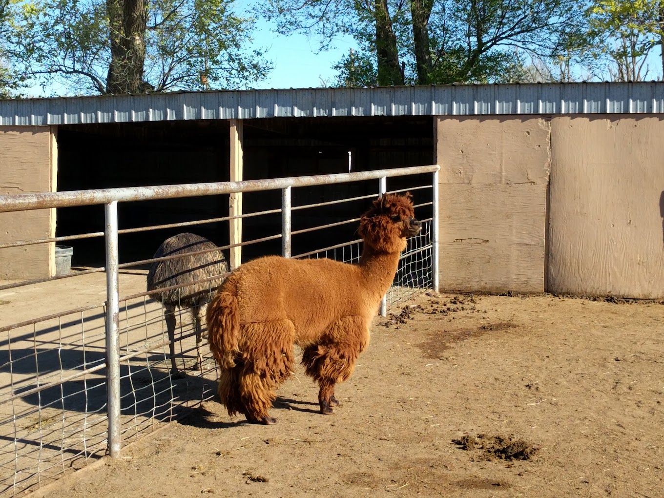 Hedrick Exotic Animal Farm Travel | Zoo and Wildlife Sanctuary 