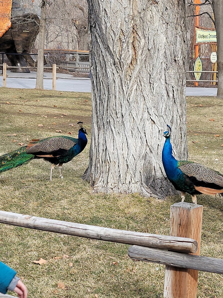 Hogle Zoo Travel | Zoo and Wildlife Sanctuary 