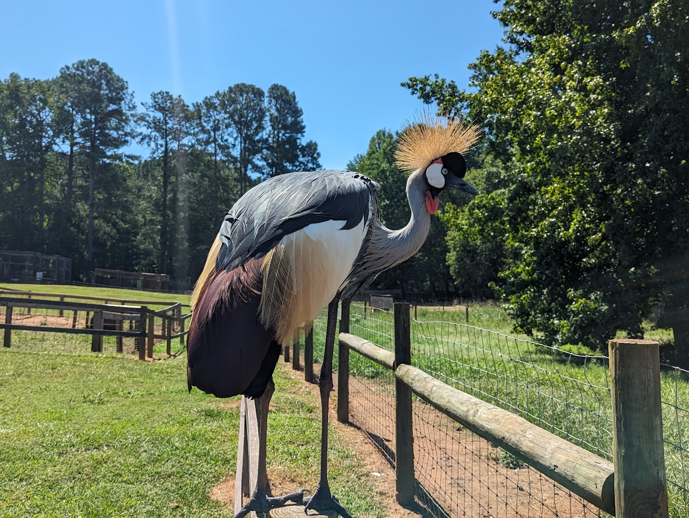Iron P Homestead Zoo Travel | Zoo and Wildlife Sanctuary 