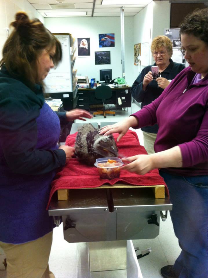 Juneau Raptor Center Travel | Zoo and Wildlife Sanctuary 